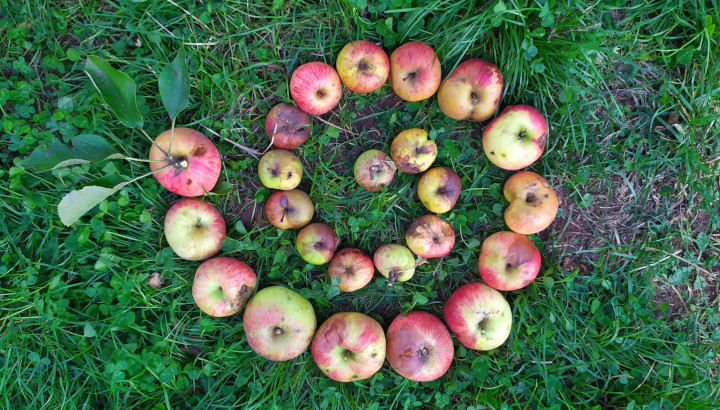 En octobre sur RCF : l'arbre, tout un art